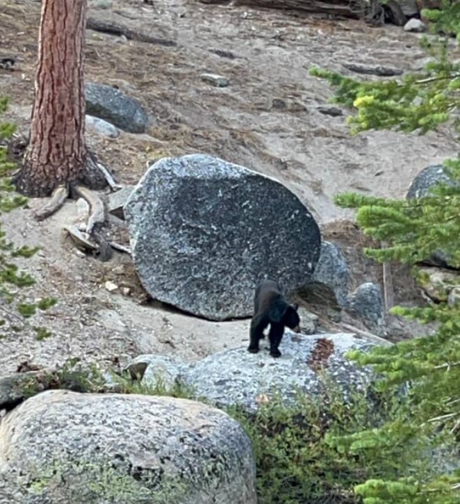 Bear