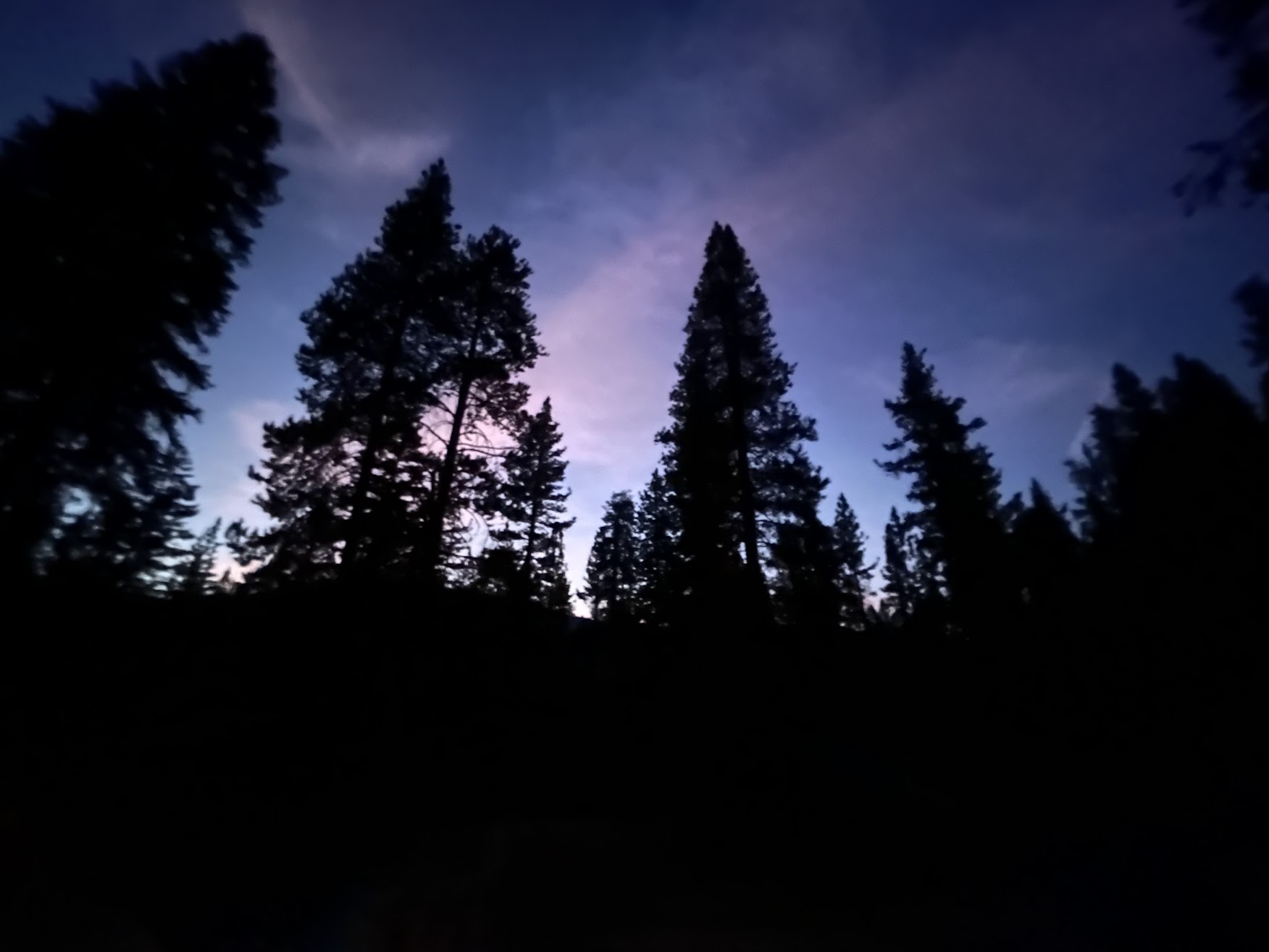 Woods